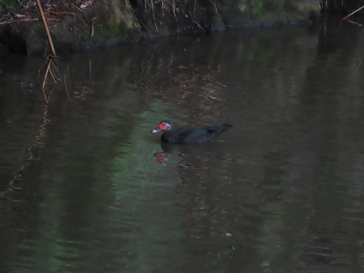 Muscovy Duck (Domestic type) - 韋勳 陳