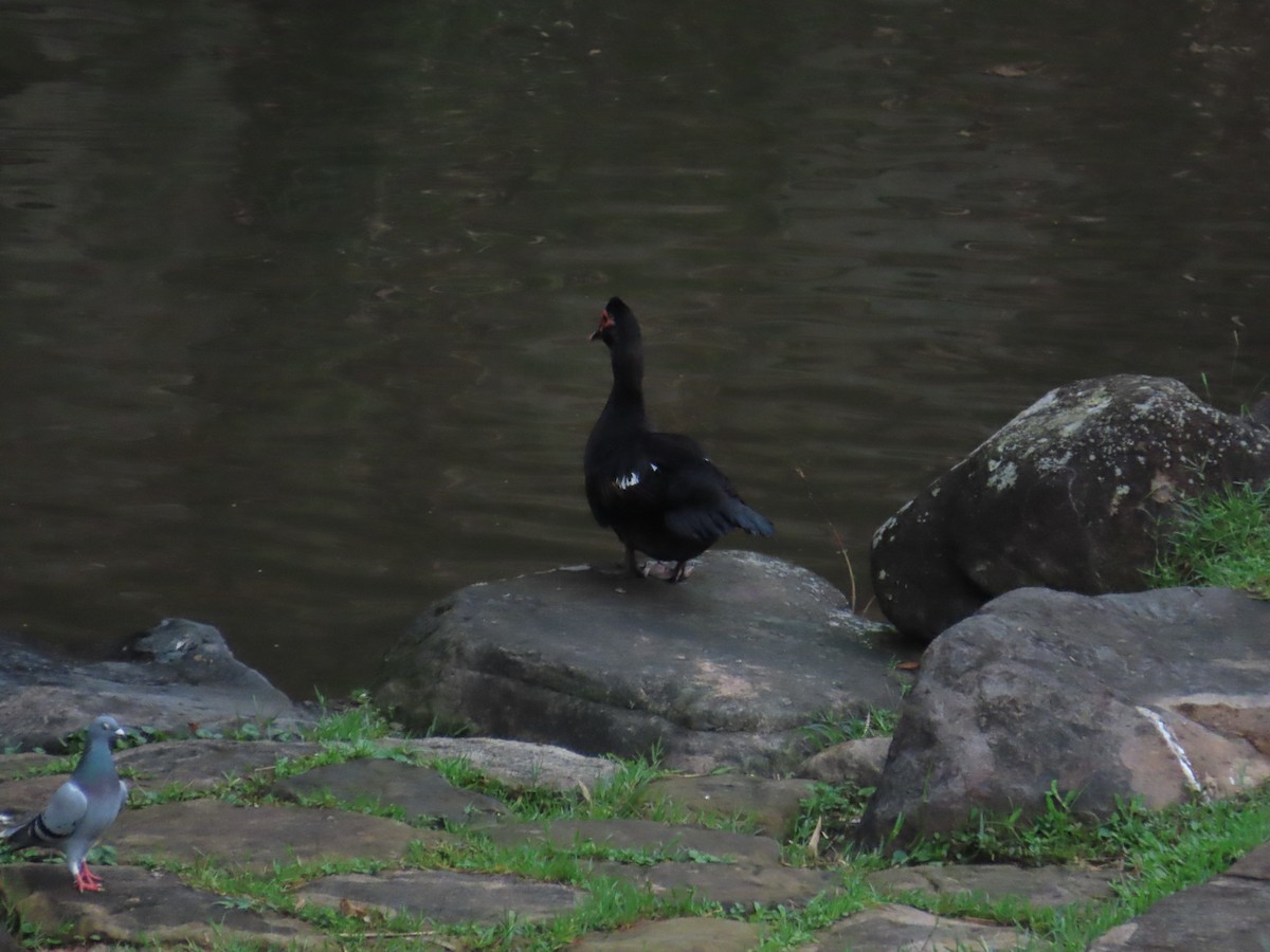 Muscovy Duck (Domestic type) - 韋勳 陳