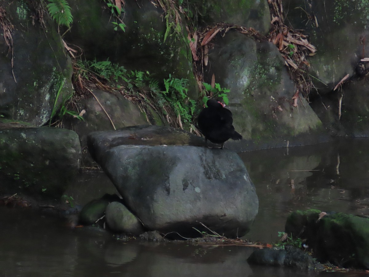 Muscovy Duck (Domestic type) - 韋勳 陳