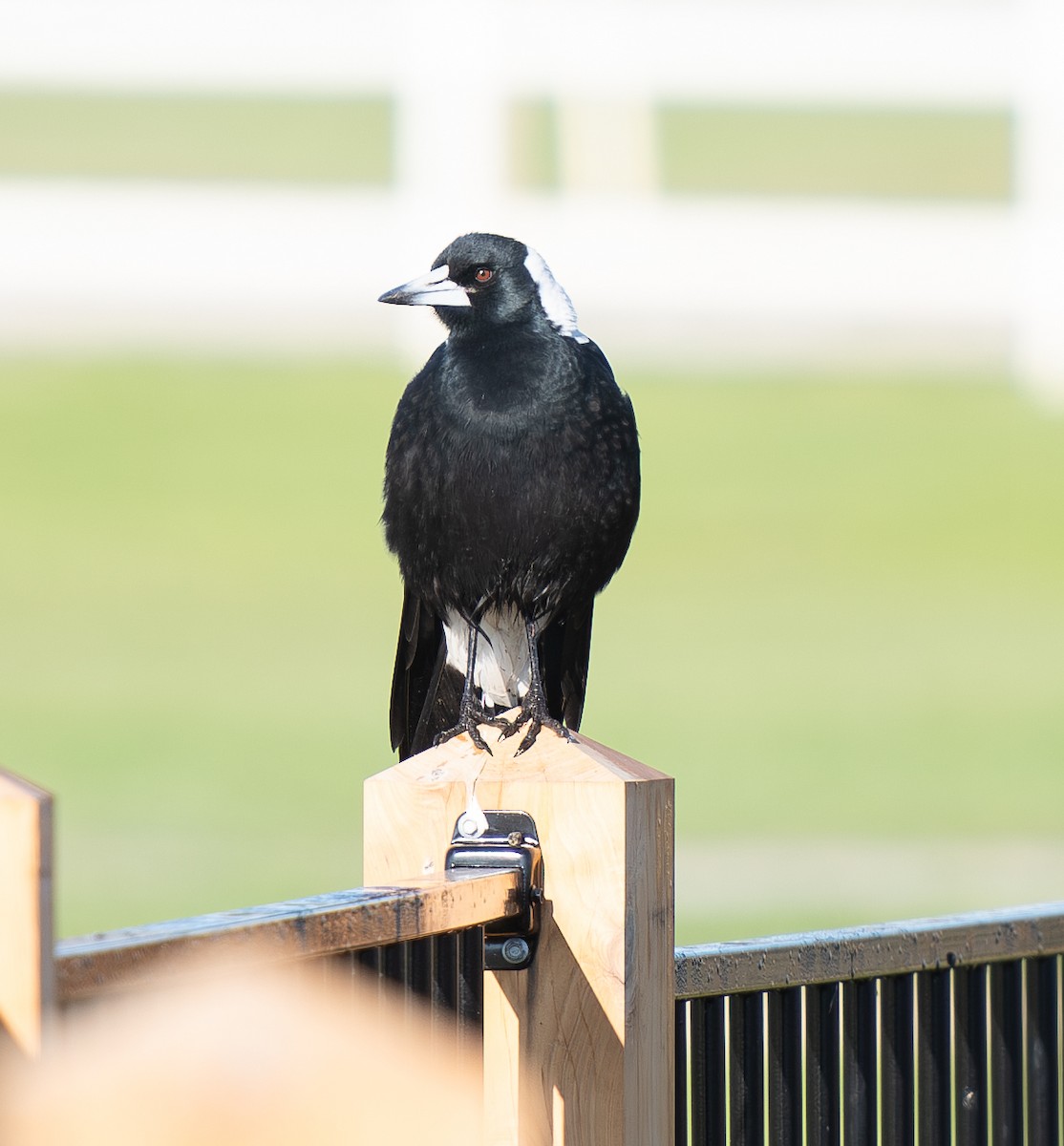 Australian Magpie - Tania Splawa-Neyman