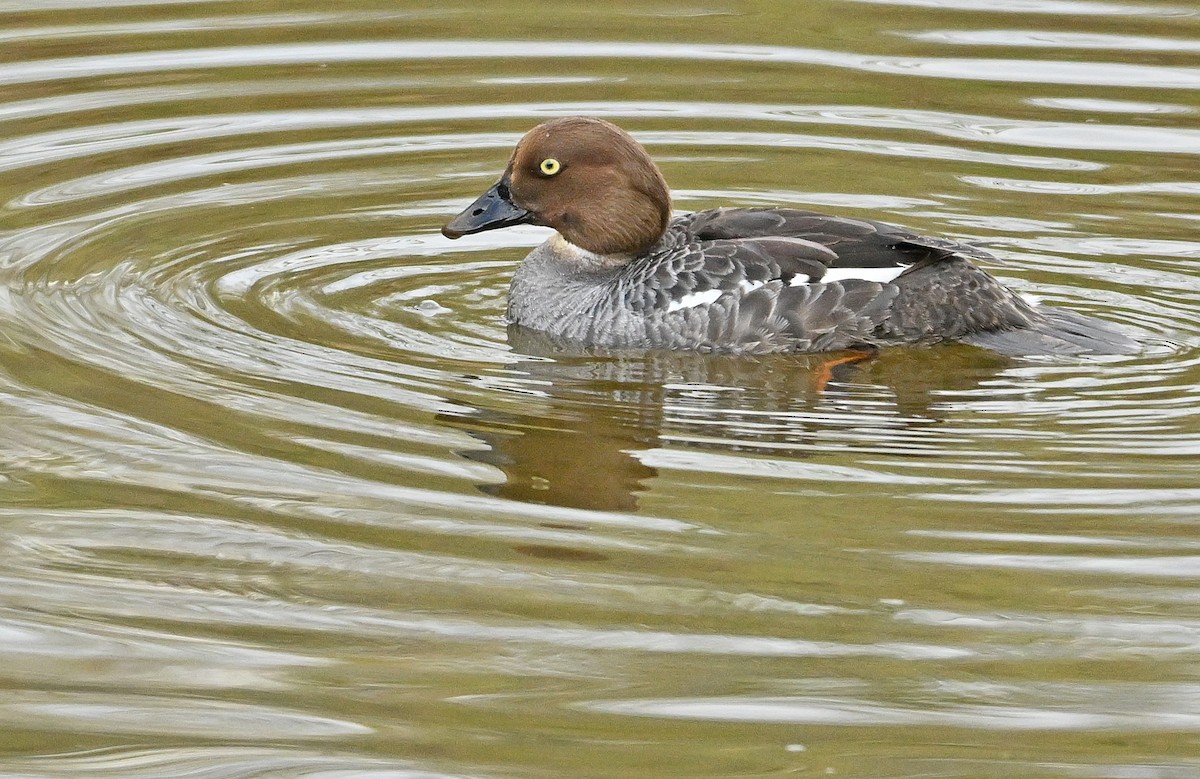 Common Goldeneye - Wayne Oakes