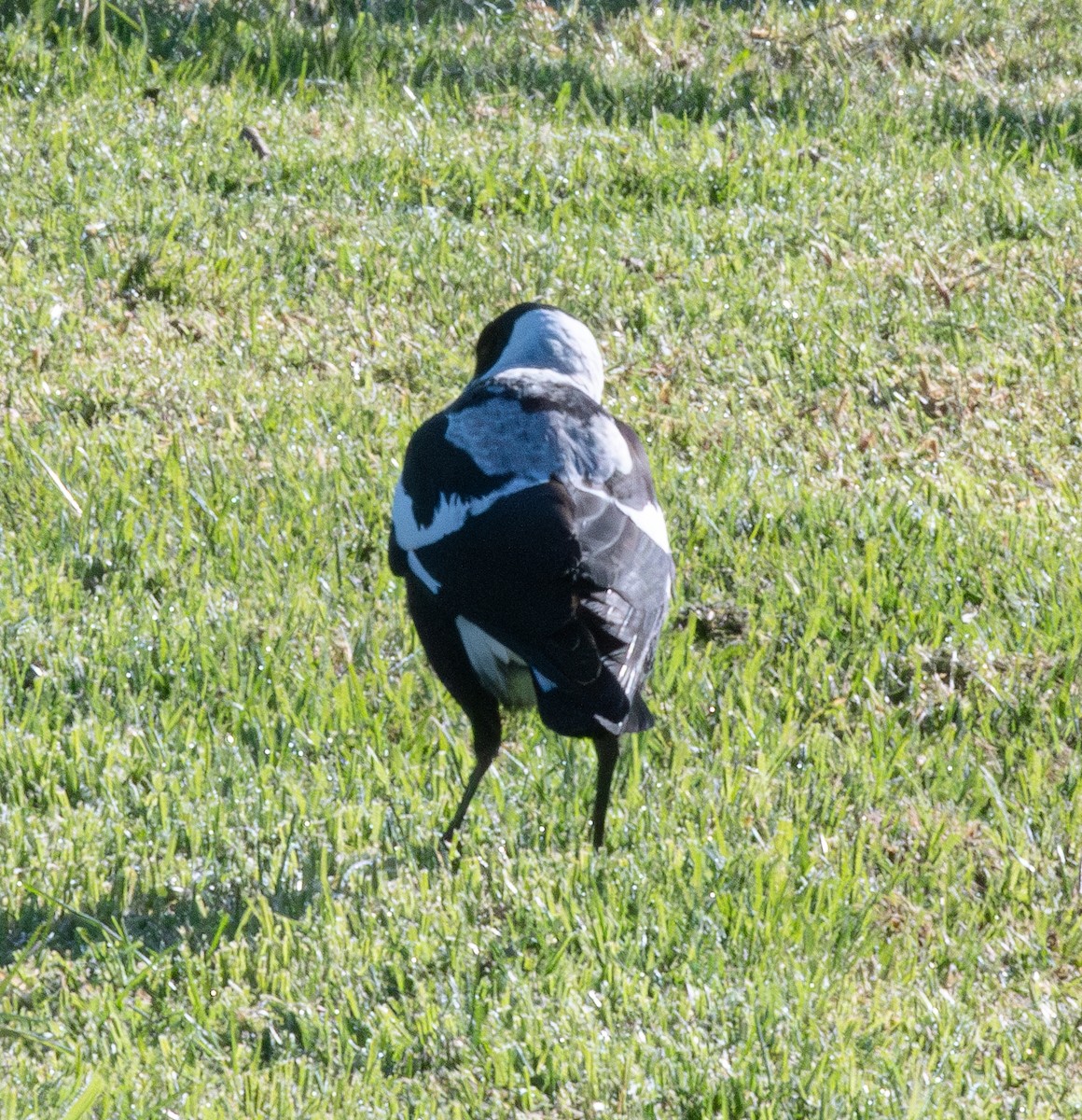 Australian Magpie (Black-backed x White-backed) - Tania Splawa-Neyman