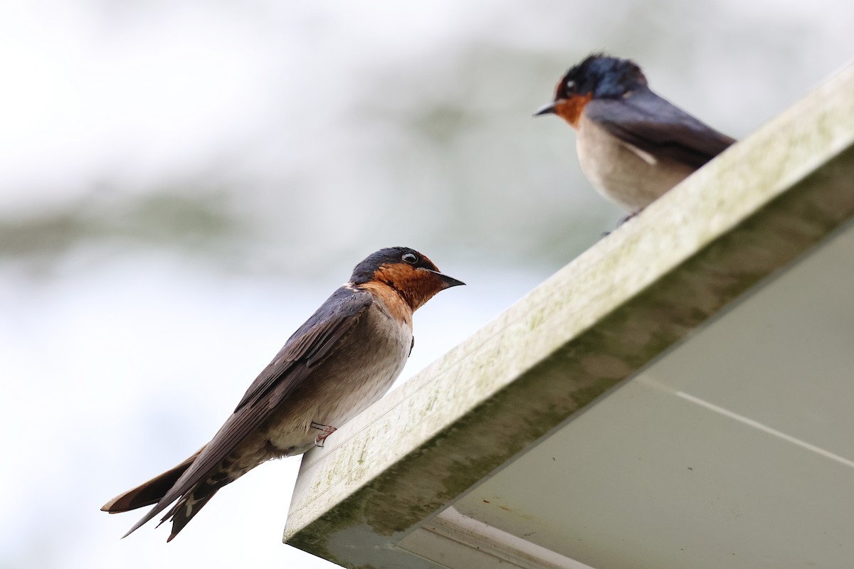 Pacific Swallow - Jeremy Lindsell