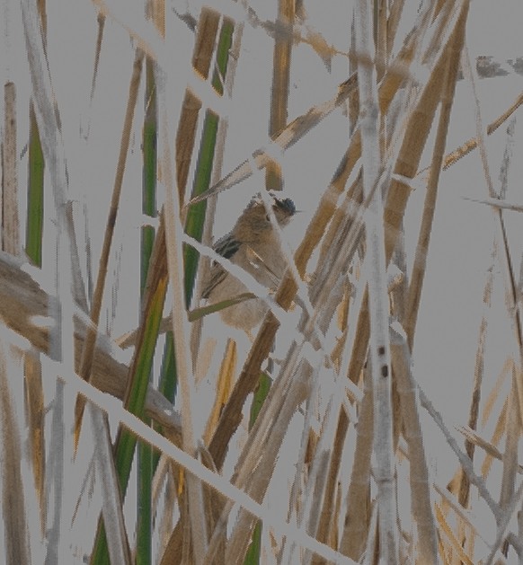 Golden-headed Cisticola - Tania Splawa-Neyman