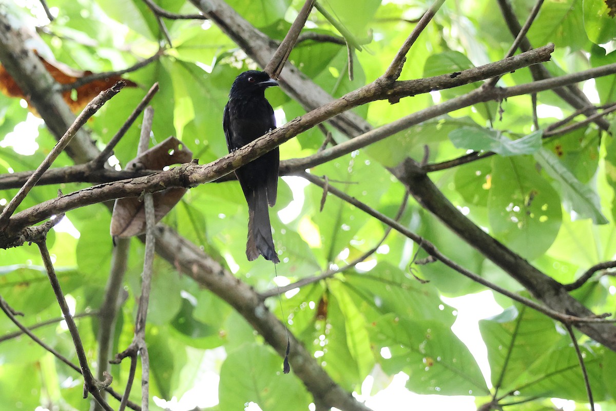 Greater Racket-tailed Drongo - Jeremy Lindsell