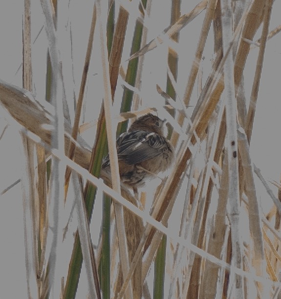 Golden-headed Cisticola - ML619615476