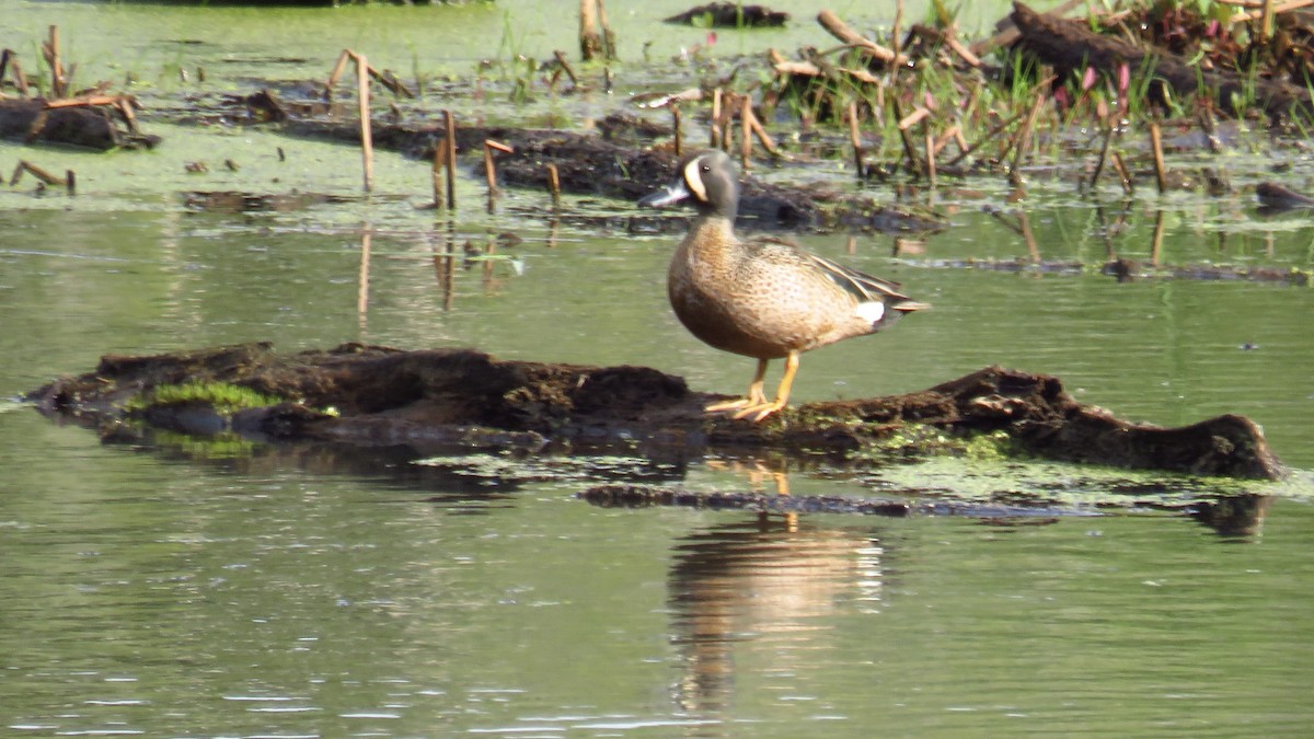 Blue-winged Teal - Peter Fraser