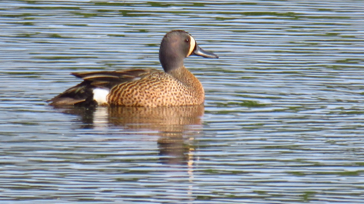 Blue-winged Teal - Peter Fraser