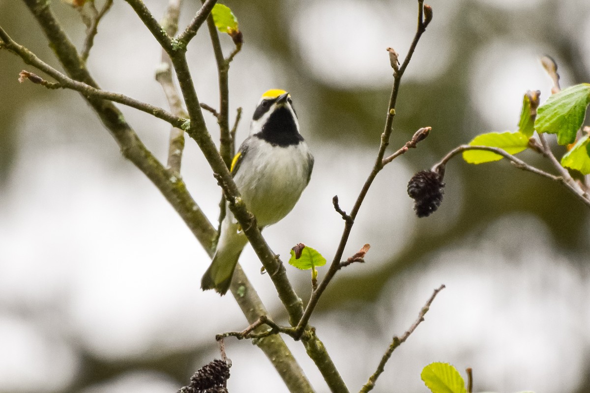 Golden-winged Warbler - Garry Waldram