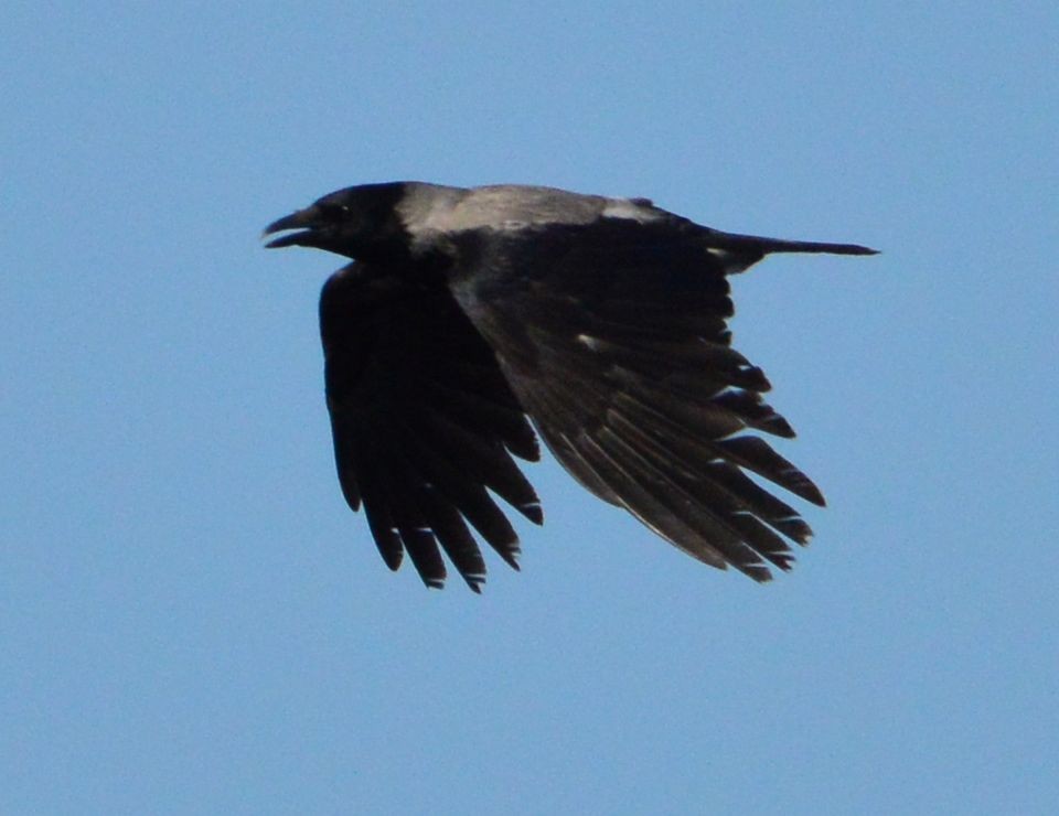 Hooded Crow - ML619615497