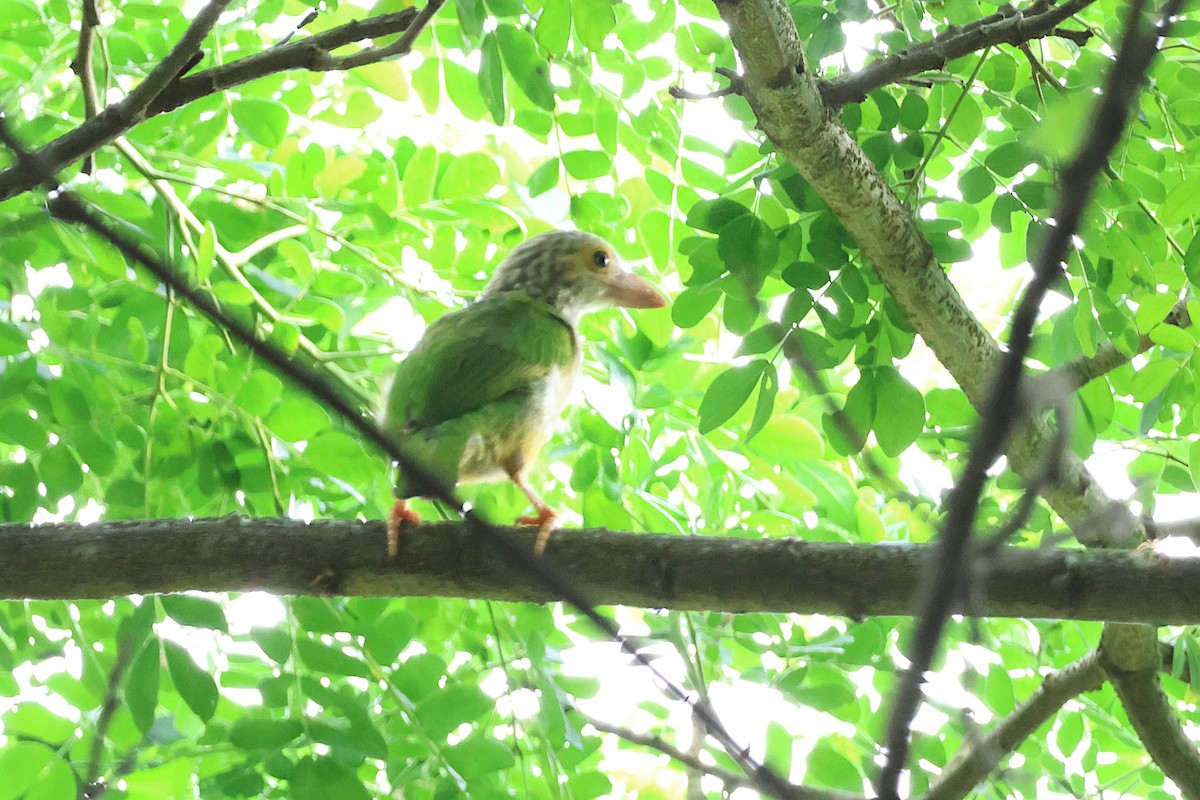 Lineated Barbet - Jeremy Lindsell