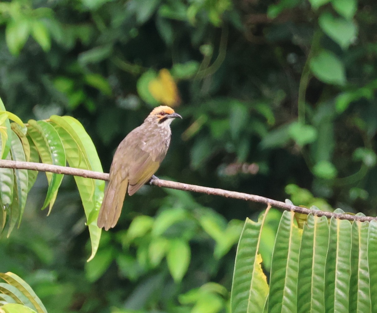 Bulbul à tête jaune - ML619615505