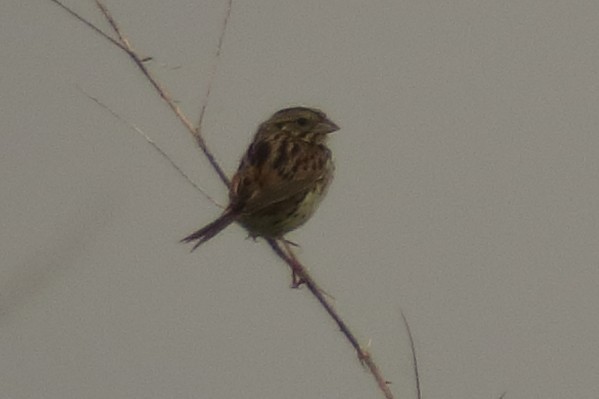 Henslow's Sparrow - ML619615506