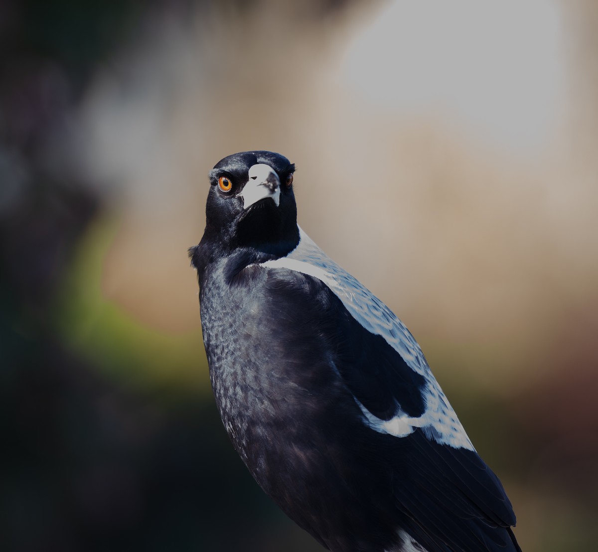 Australian Magpie - Tania Splawa-Neyman