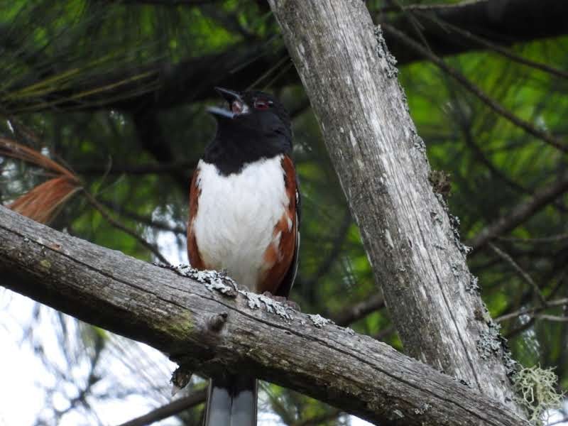 Eastern Towhee - Alison Rhodes