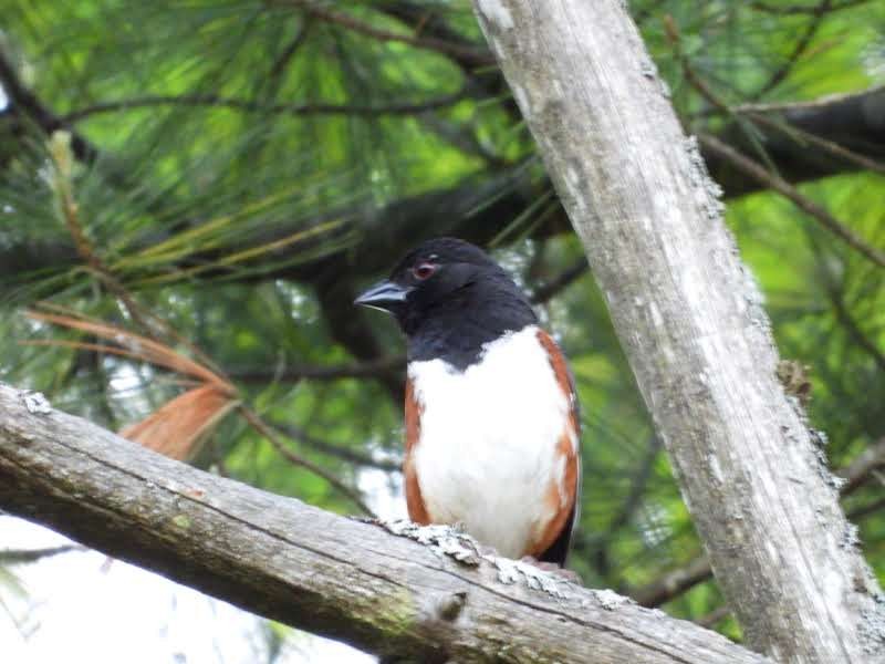 Eastern Towhee - Alison Rhodes