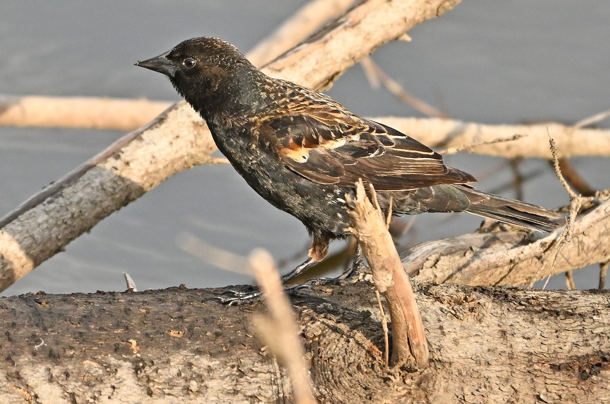 Red-winged Blackbird - Wayne Oakes