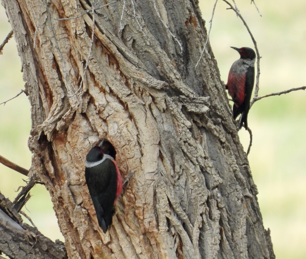 Lewis's Woodpecker - Tresa Moulton