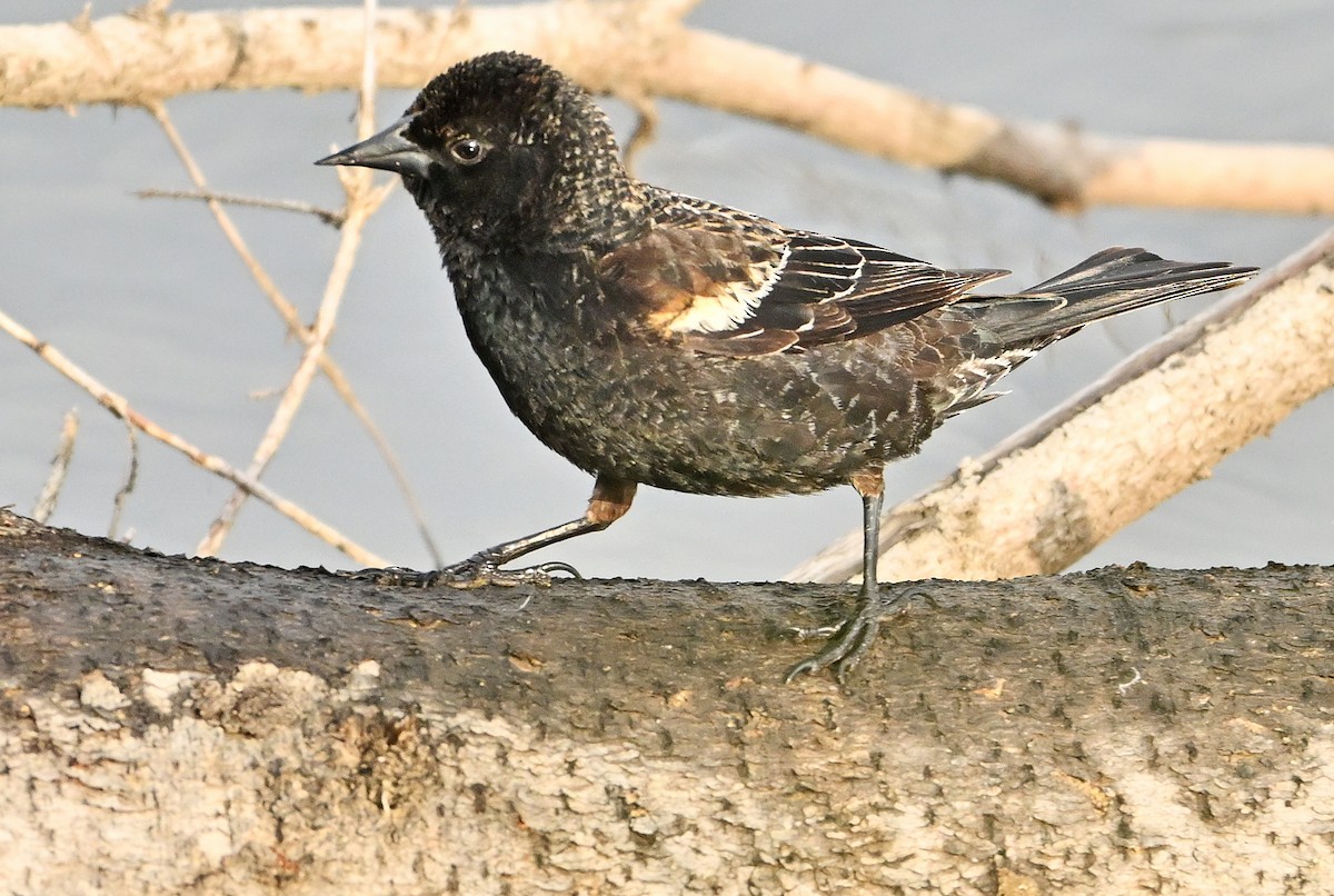 Red-winged Blackbird - Wayne Oakes