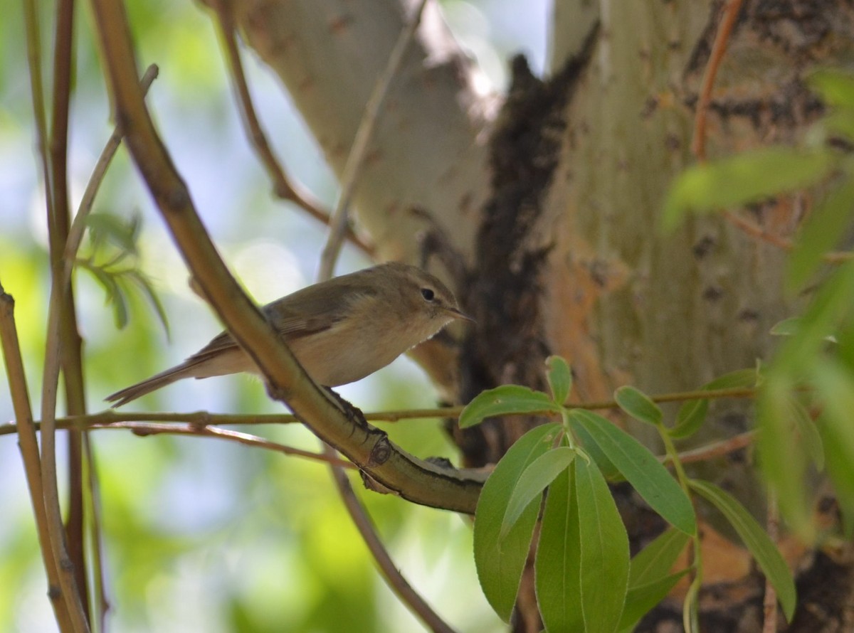 Mountain Chiffchaff - Subharanjan Sen