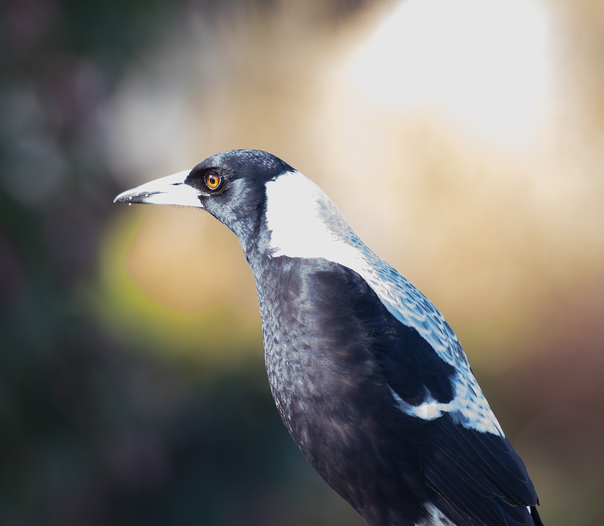 Australian Magpie - Tania Splawa-Neyman