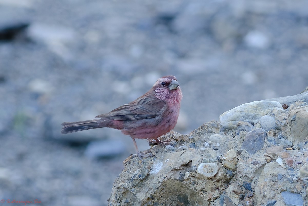 Blyth's Rosefinch - Subharanjan Sen