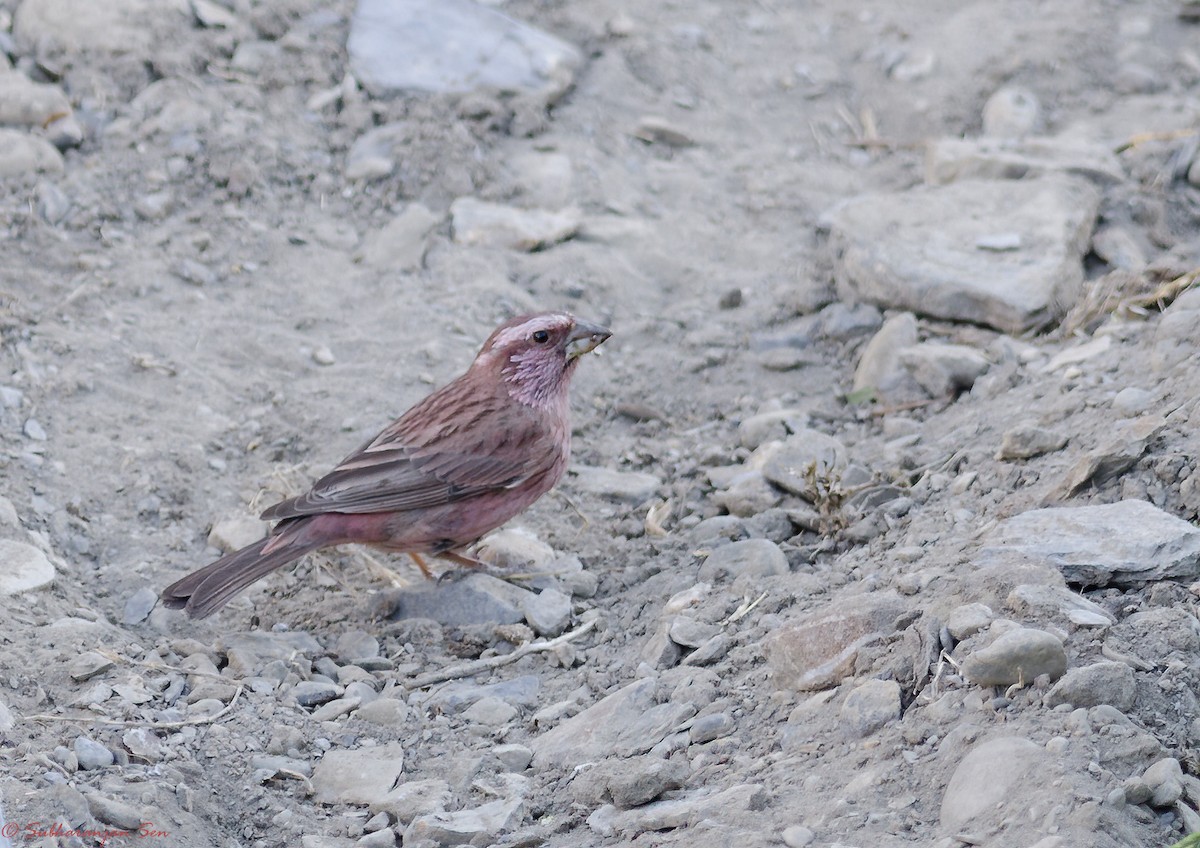 Blyth's Rosefinch - Subharanjan Sen