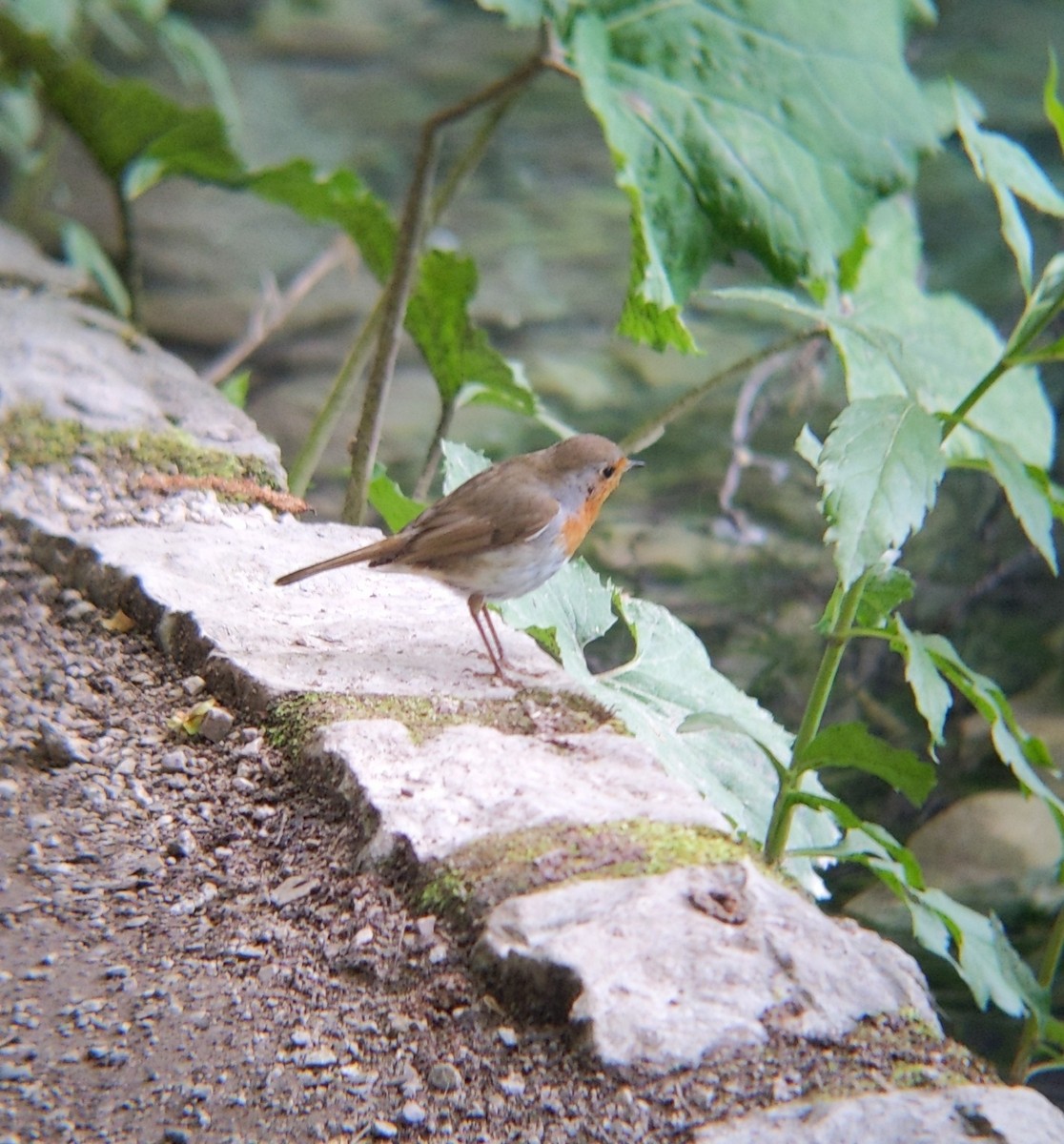 European Robin - Bemma Watson Hernandez