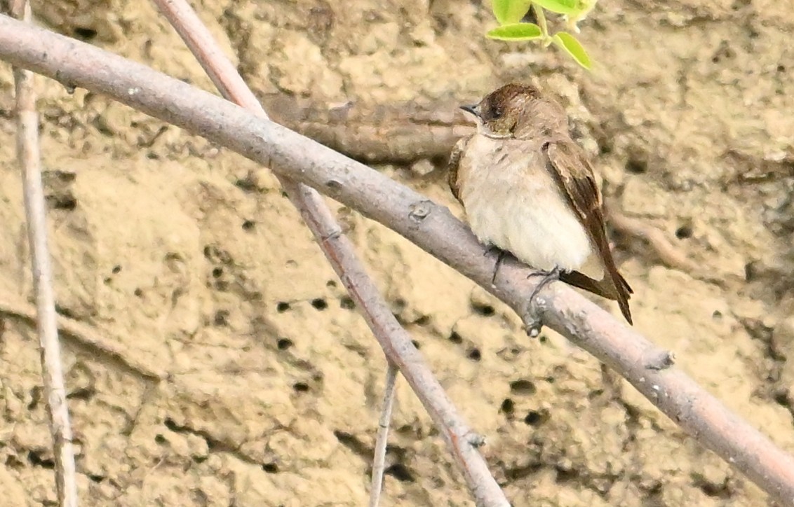 Northern Rough-winged Swallow - Wayne Oakes