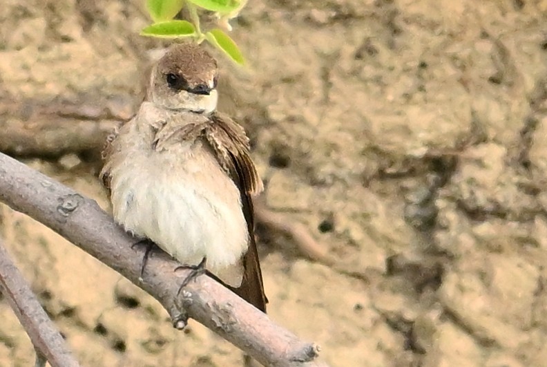 Northern Rough-winged Swallow - Wayne Oakes