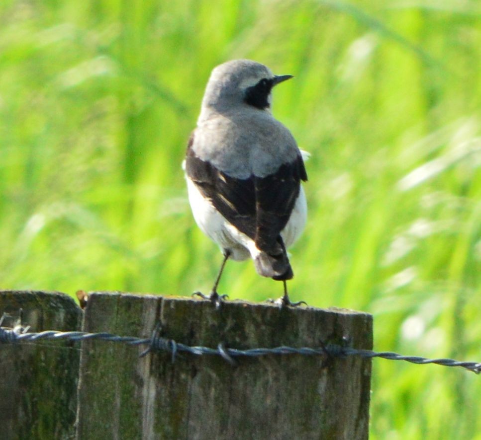 Northern Wheatear - Anonymous