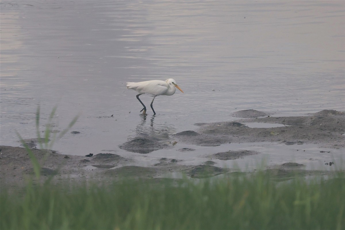 Chinese Egret - Jian-Long(建龍) WU(吳)