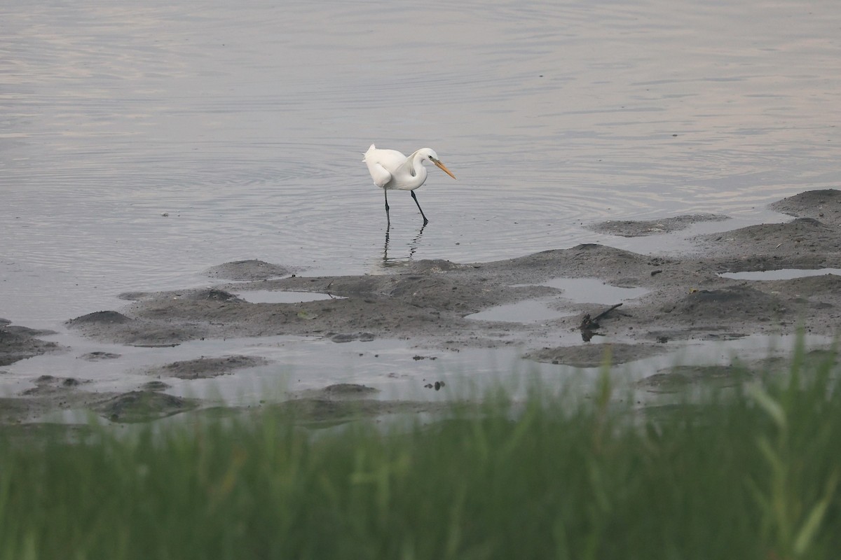 Chinese Egret - ML619615551