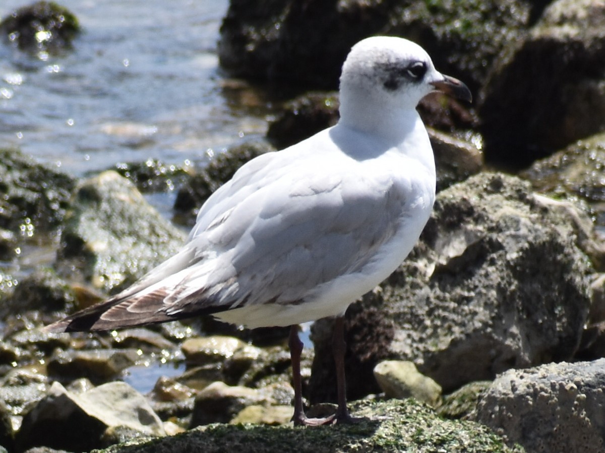 Mediterranean Gull - Bill Hubbard