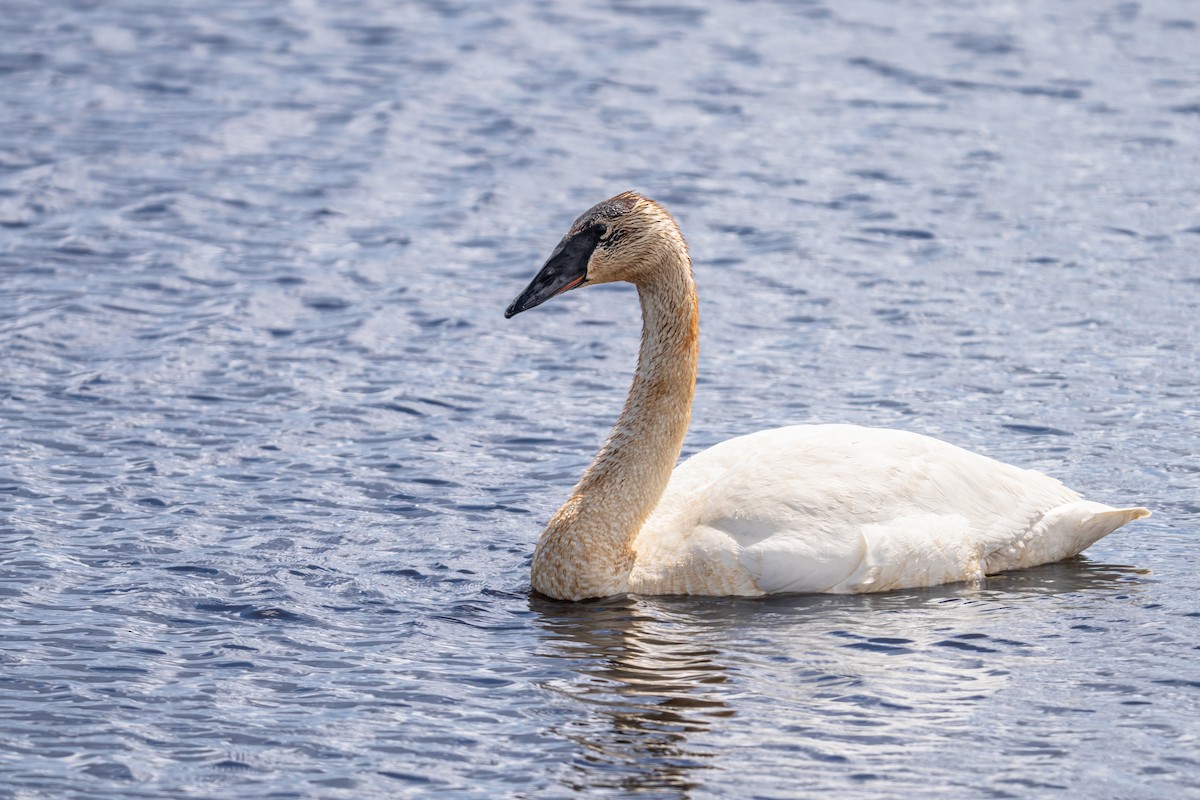 Trumpeter Swan - Matt Saunders