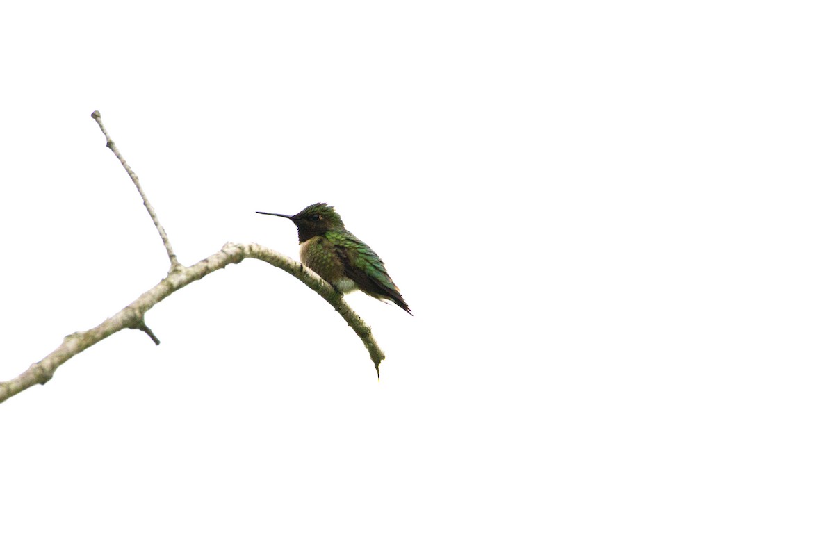 Ruby-throated Hummingbird - ML619615558