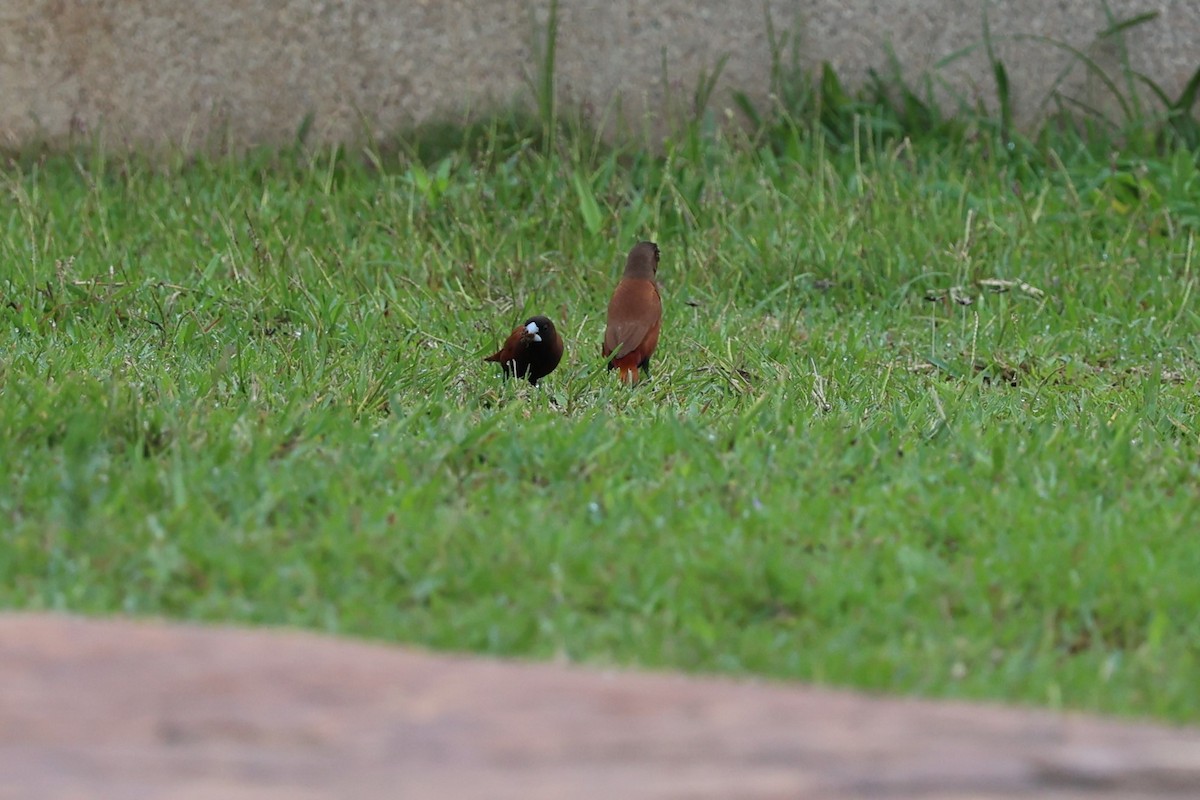 Chestnut Munia - ML619615561