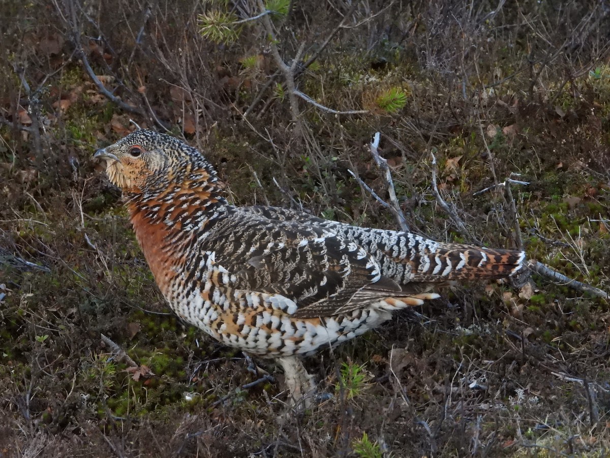 Western Capercaillie - Jon Iratzagorria Garay