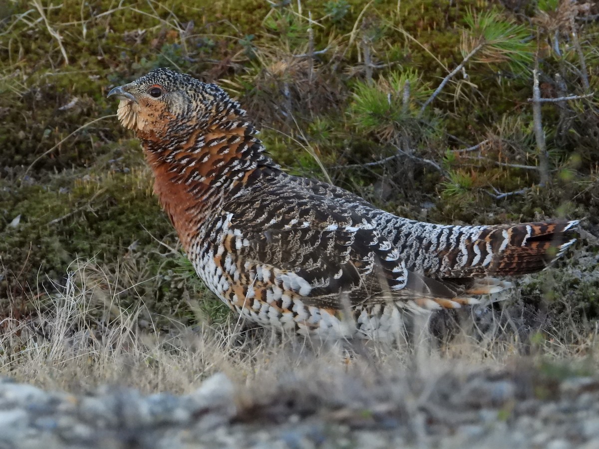 Western Capercaillie - Jon Iratzagorria Garay