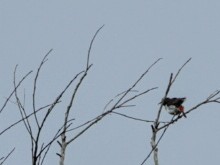 Black-breasted Myzomela - Anonymous