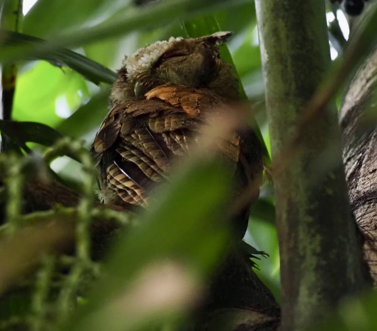 Collared Scops-Owl - 芳色 林