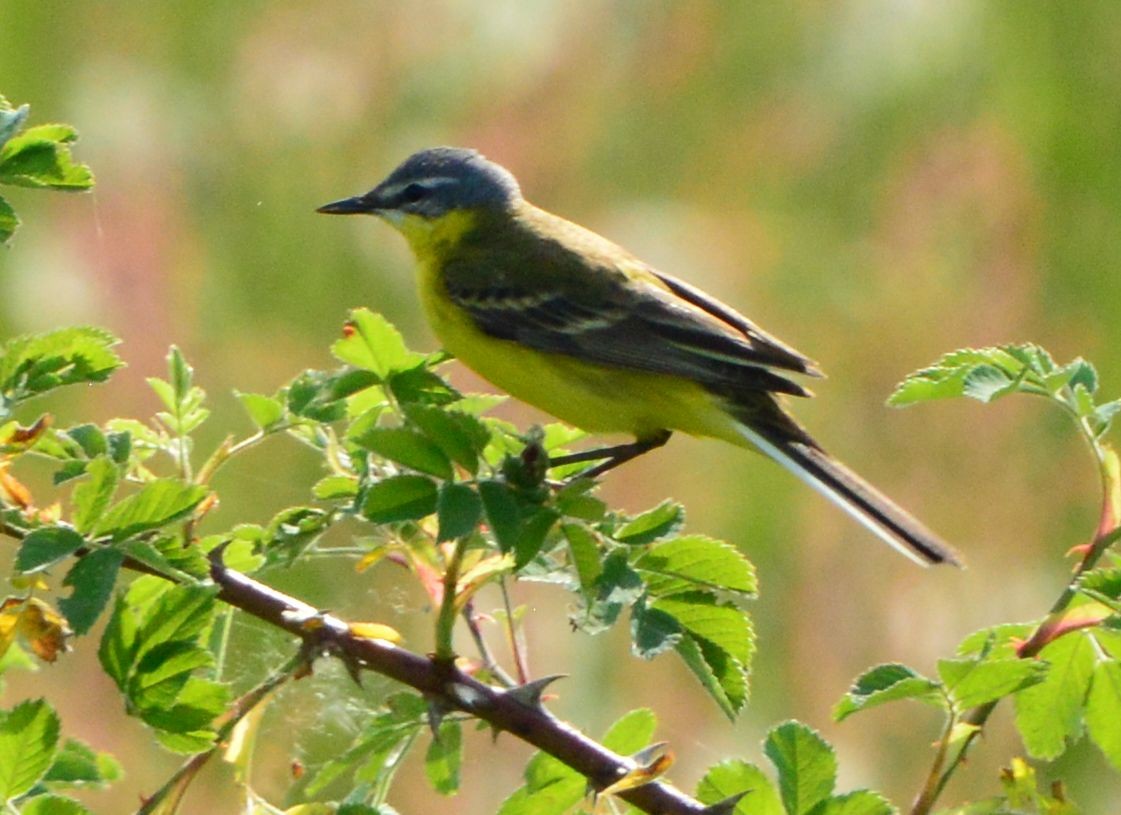 Western Yellow Wagtail - Anonymous