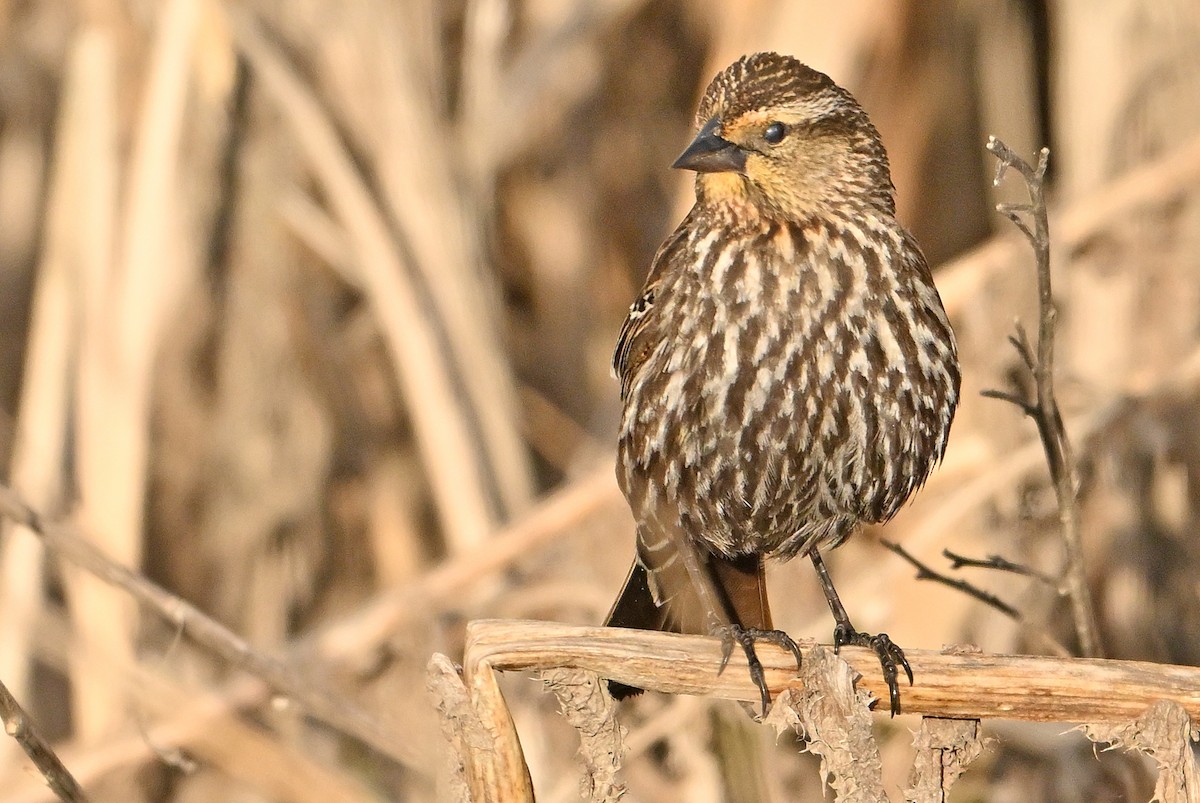 Red-winged Blackbird - Wayne Oakes