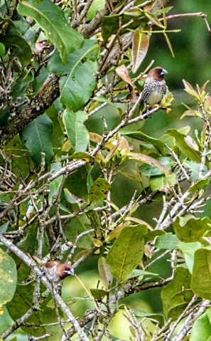 Scaly-breasted Munia - Anonymous