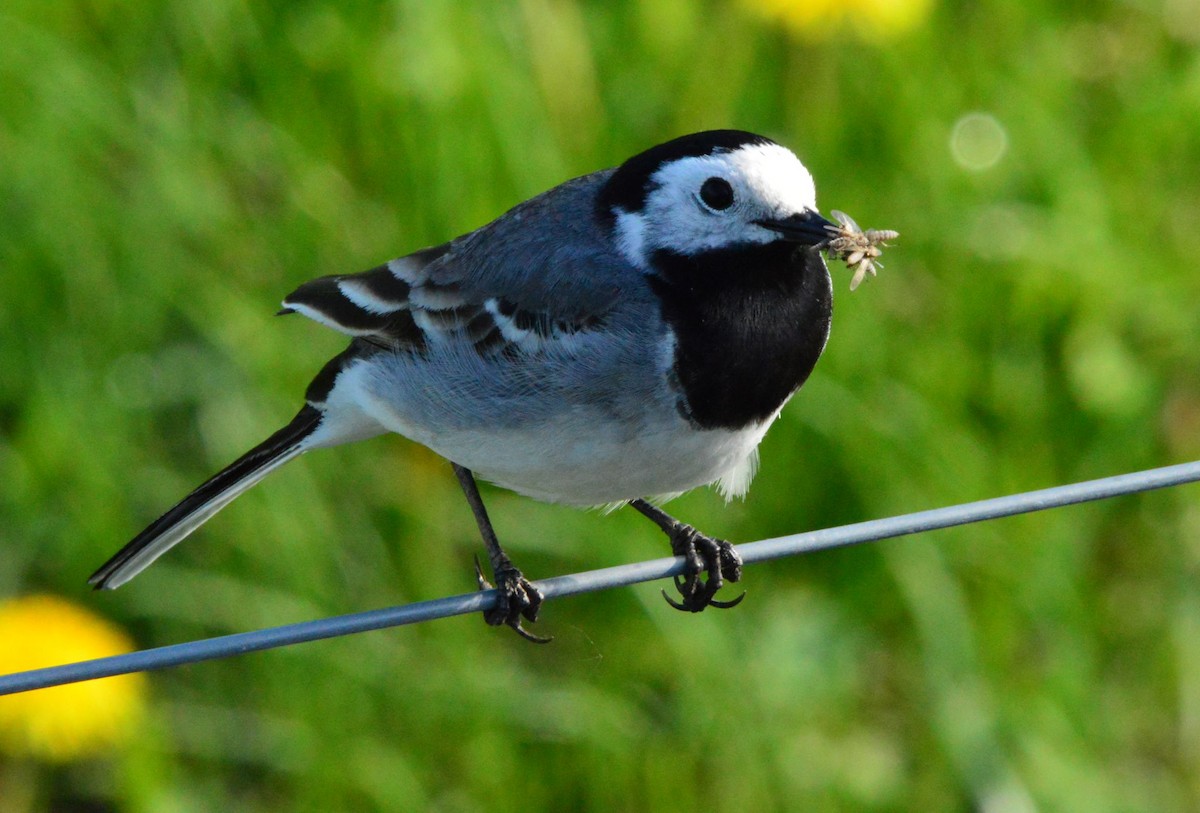 White Wagtail - Anonymous