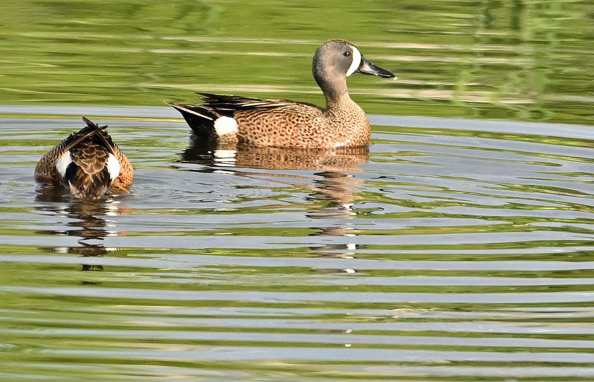 Blue-winged Teal - Wayne Oakes