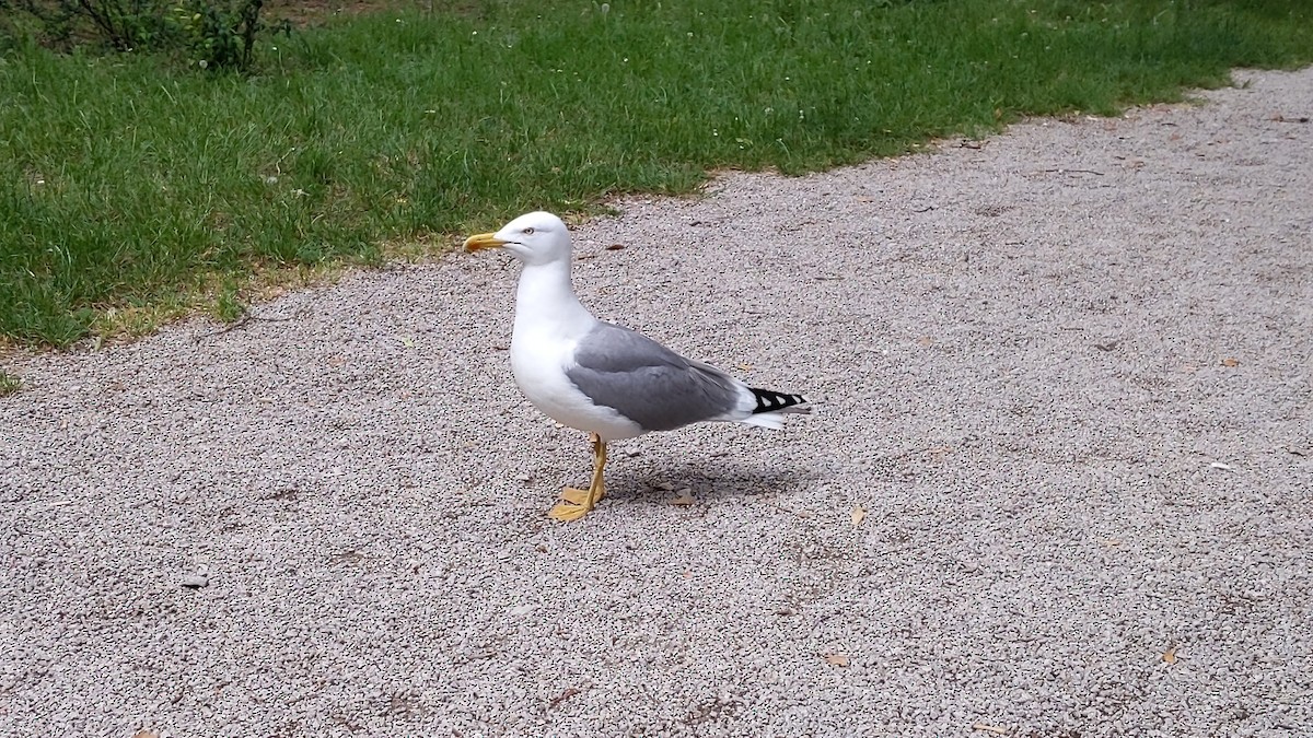 Yellow-legged Gull - Bemma Watson Hernandez