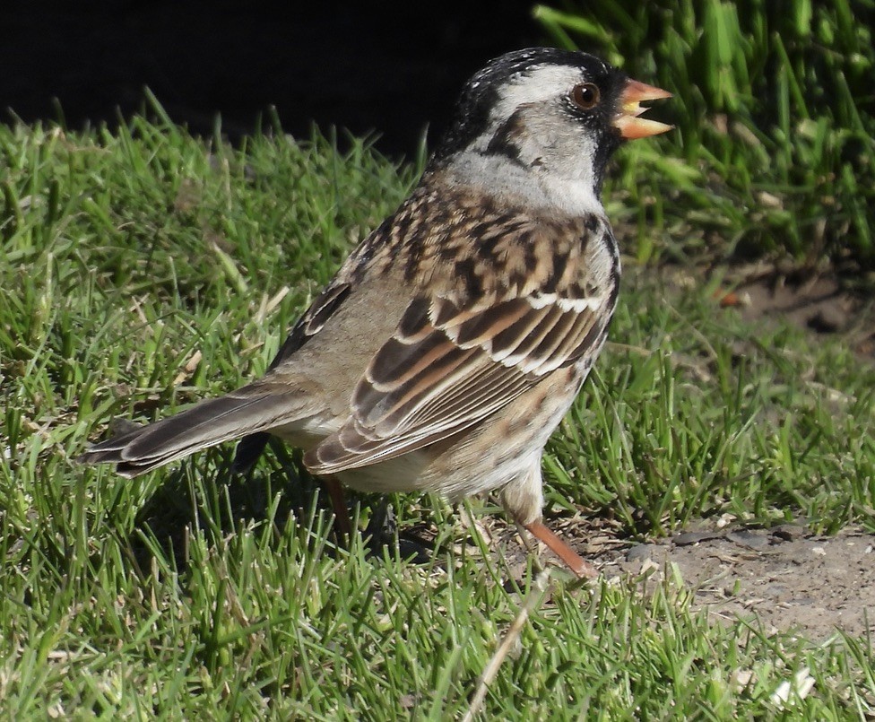 Harris's Sparrow - Richard A Rusnak