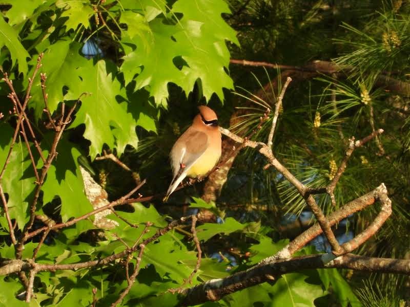 Cedar Waxwing - Alison Rhodes