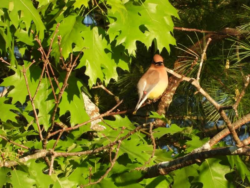 Cedar Waxwing - Alison Rhodes